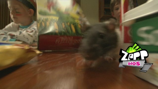 Bekijk de promo over Z@PPbios: Sven en zijn rat