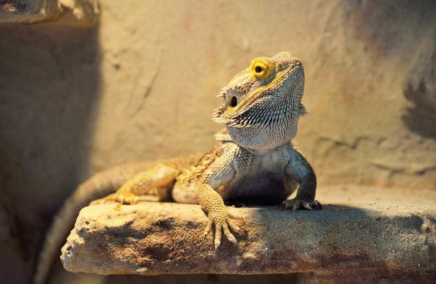 Das Neue Haus - Revisited