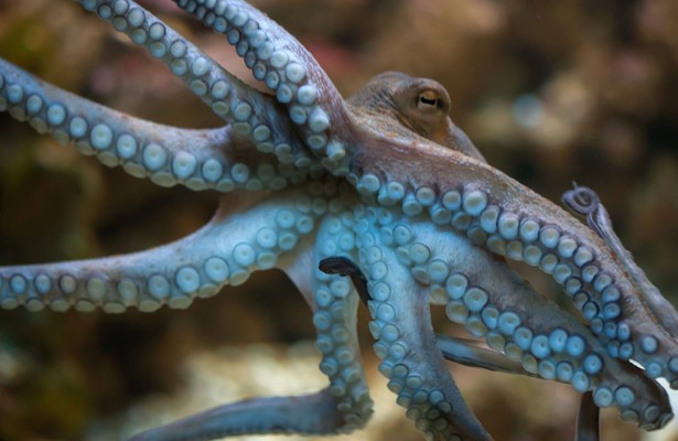 13 uur om te overleven