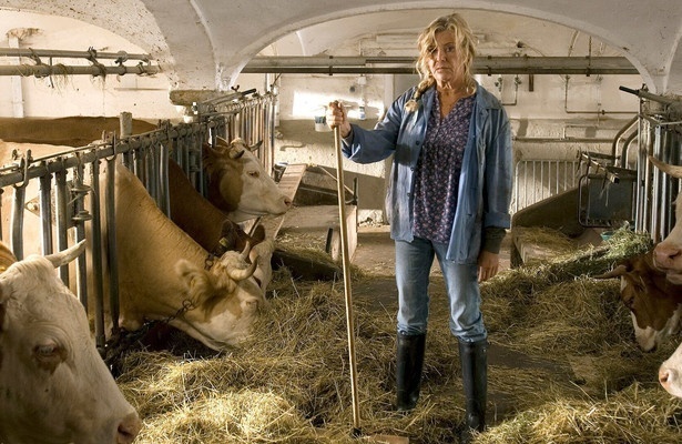 24 Milchkühe und kein Mann