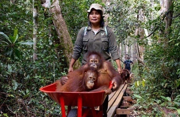 360° Reportage: Borneo, wo junge Orang-Utans leben lernen