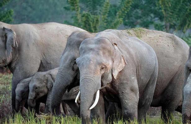 360° Reportage: Hati Bondhu, die Elefantenschützer von Assam