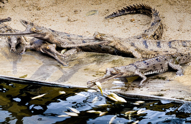 360° Reportage: Im Einsatz für Nepals bedrohte Krokodile