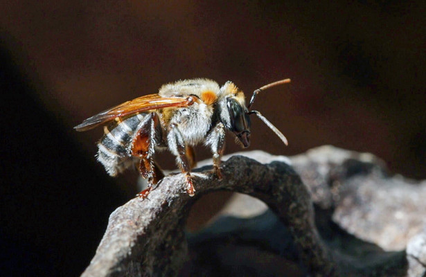 360° Reportage: Peru - Stachellose Bienen, Retter des Regenwaldes