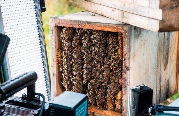 A Bee's Diary