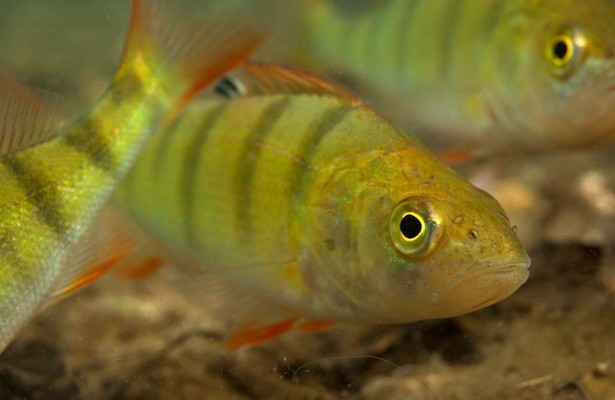 Aal und Co - Süßwasserwelten der Niederlande