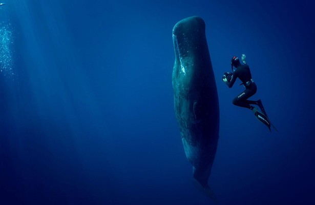 Abtauchen mit Giganten - Pottwale hautnah