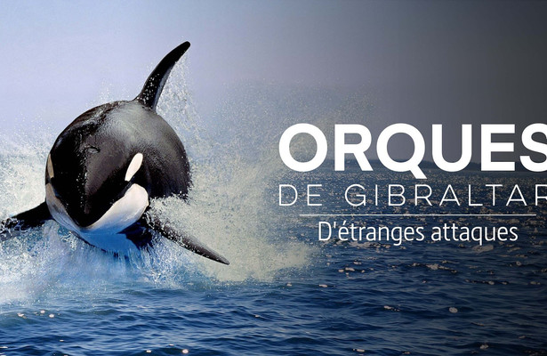 Achtung Orcas! Gefahr vor Gibraltar?