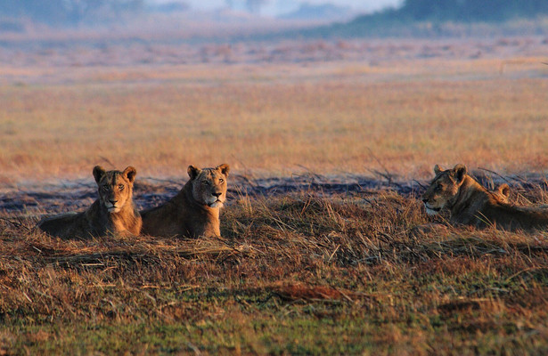Africa's deadly kingdom
