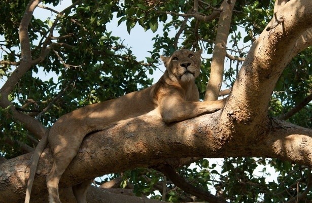 Africa's deadly kingdom