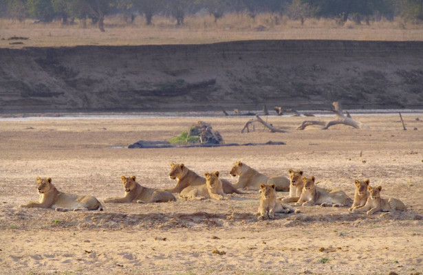 Africa's hunters