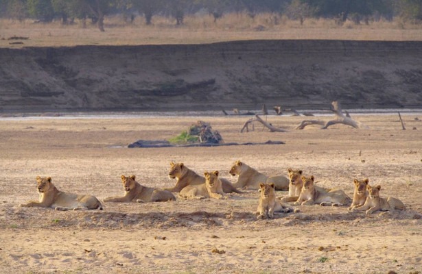 Africa's hunters