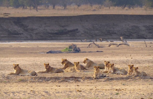 Africa's hunters