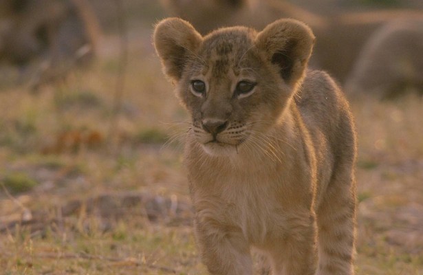 Africa's hunters