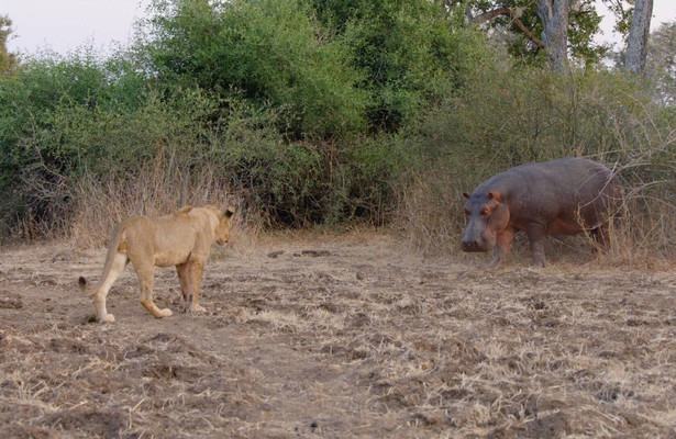 Africa's hunters