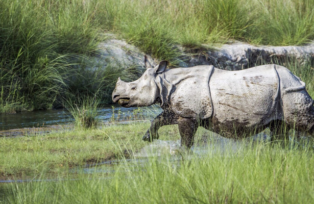 Africa's River Titans