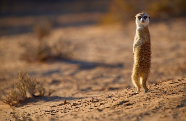 Africa's Wild Geniuses