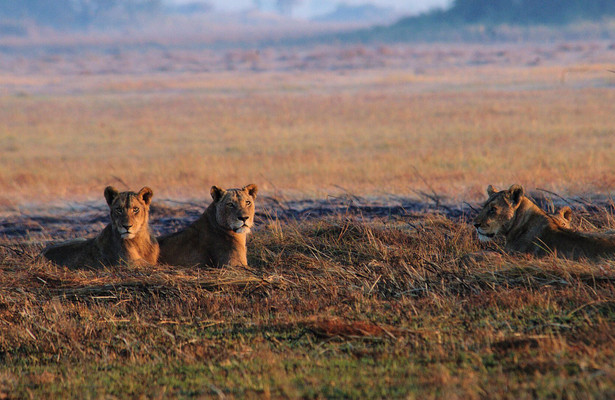 Africa's deadly kingdom