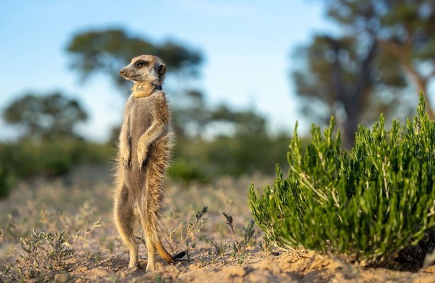 Africa's Wild Geniuses