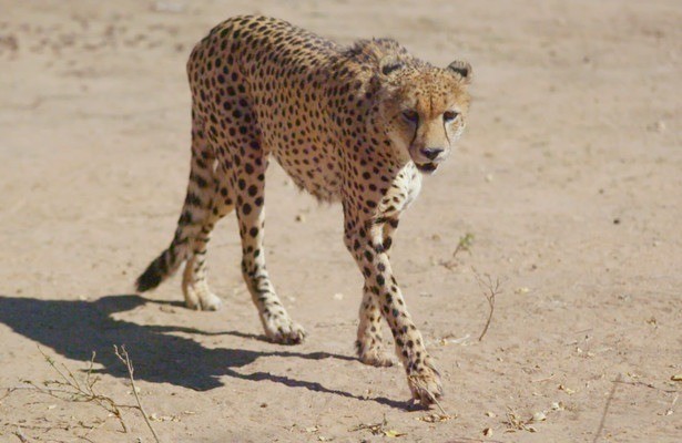 Afrika's natuurparken