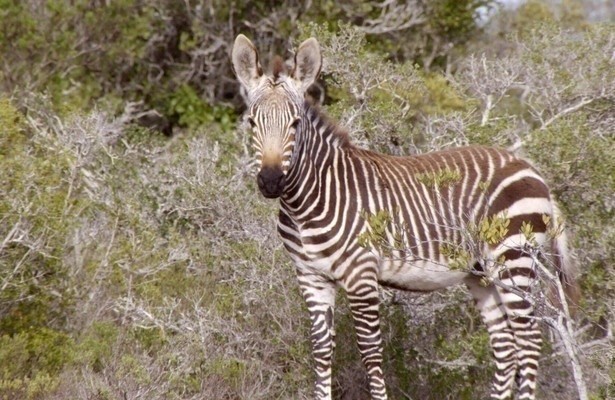 Afrika's verborgen koninkrijken