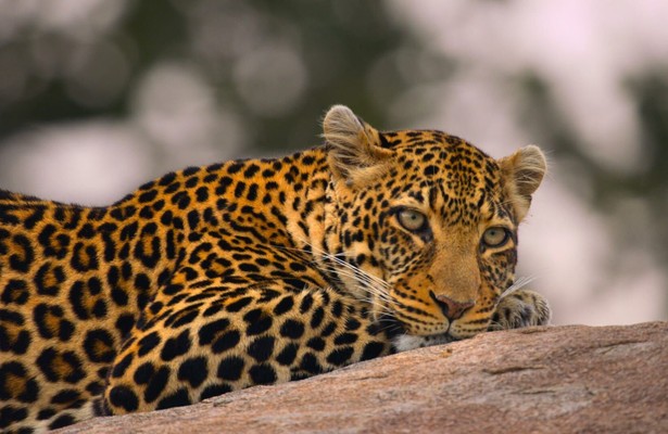 Afrikas Ikonen der Tierwelt