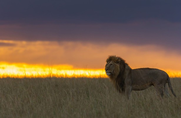 Afrikas Jäger der Nacht