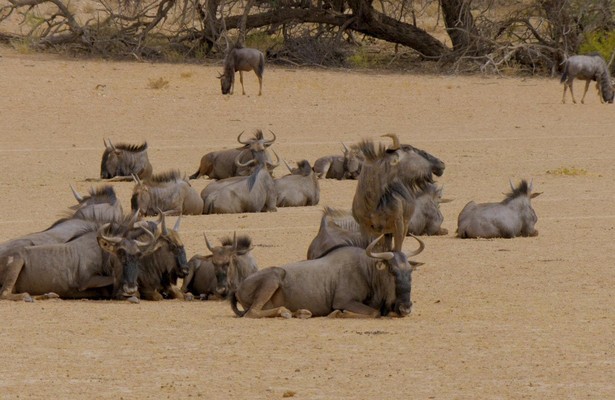 Afrika's natuurparken