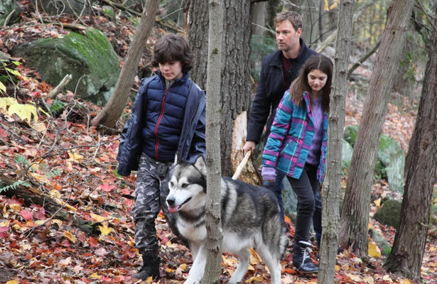 Against the Wild III: The Journey Home