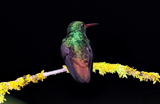 Luftakrobaten des Tierreichs