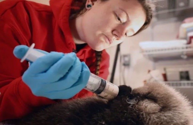 Alaska Animal Rescue: Pint Sized Survivors Compilation