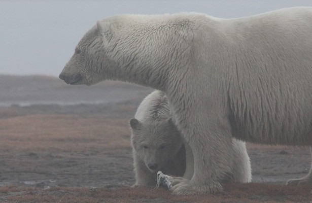 Alaska's Deadliest