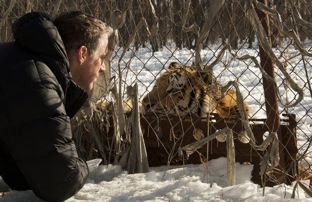 Amba the Russian tiger