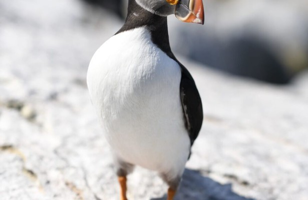 America's wild border: Northern exposure