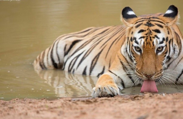 Amur Tiger: Secret Kingdom