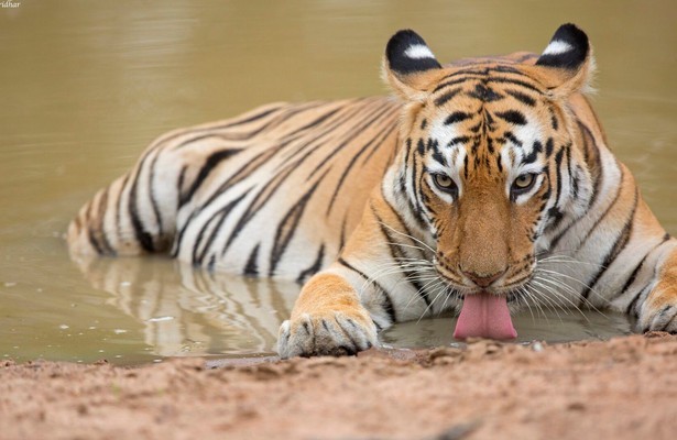 Amur Tiger: Secret Kingdom