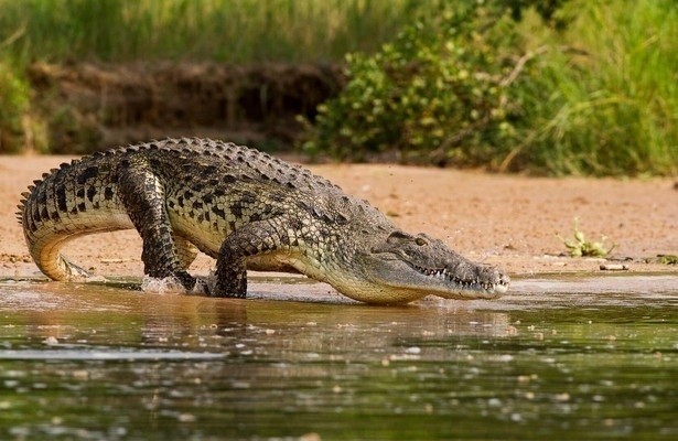 An den Ufern des Nil