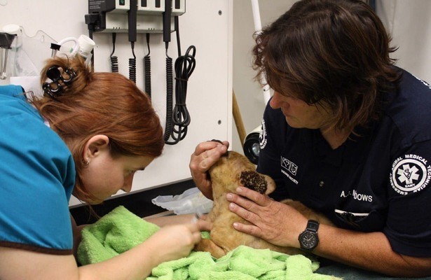 Animal Cops Phoenix