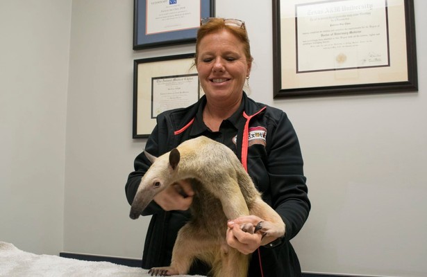 Animal ER