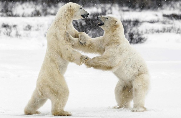 Animal fight club