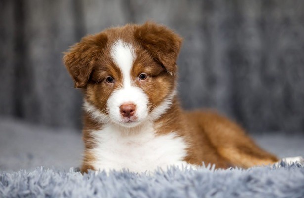Animaux à adopter