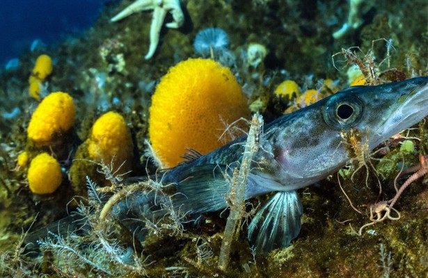 Antarktis - Die Reise der Pinguine