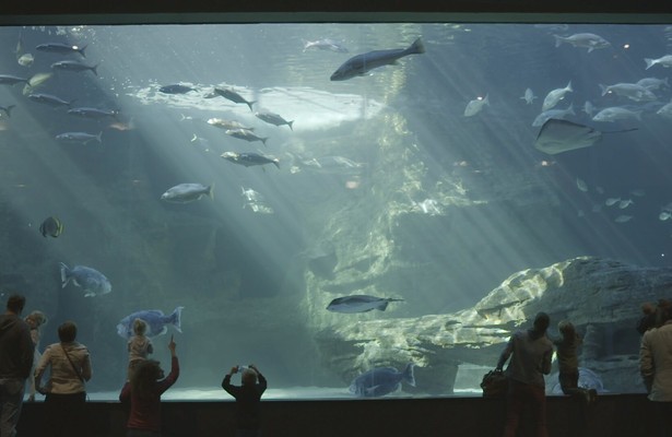 Aquarium: An Aquatic Life