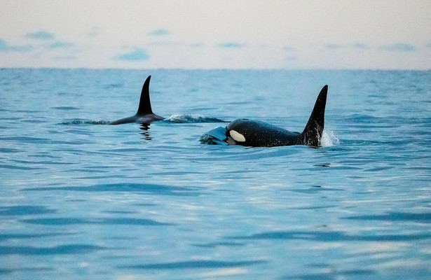 Arktisches Norwegen - Winter, Wale, Weihnachtszauber