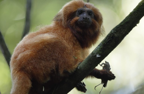Arten retten im Zoo - Letzte Hoffnung für bedrohte Tiere?