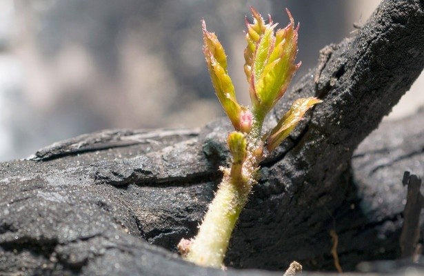Asche und Wiedergeburt, in Spaniens Wäldern