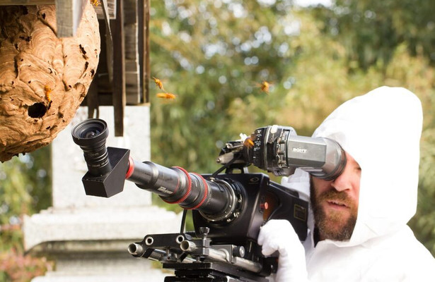 Asia's Killer Hornets