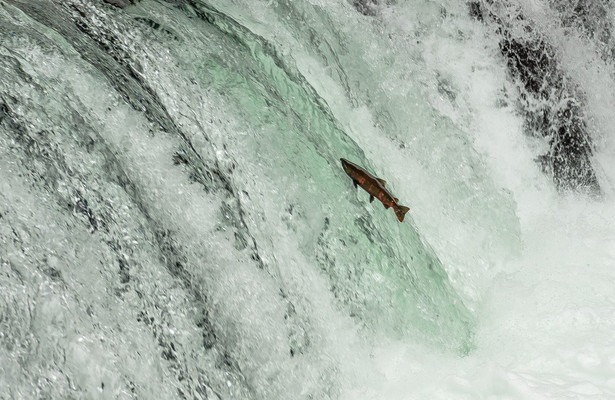 Asia's wild secrets