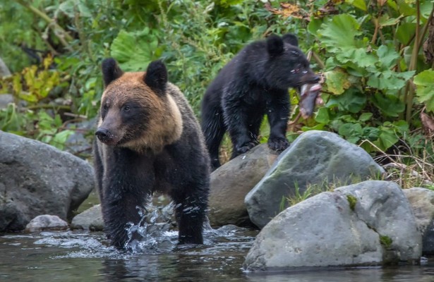 Asia's wild secrets