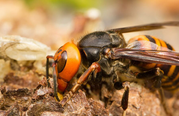 Asia's Killer Hornets